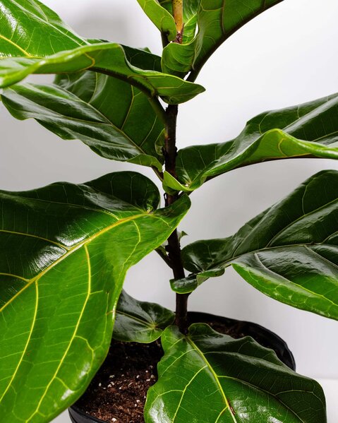 Lively Root - Fiddle Leaf Fig - Military & First Responder Discounts | GOVX