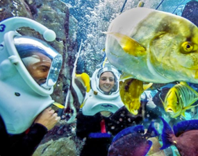 Discovery Cove Orlando Military & Government Discount Tickets | GovX